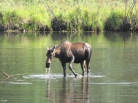 Moose along the Chena Hot Springs Road